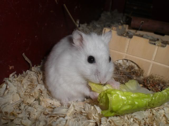 Hamster19juni.jpg