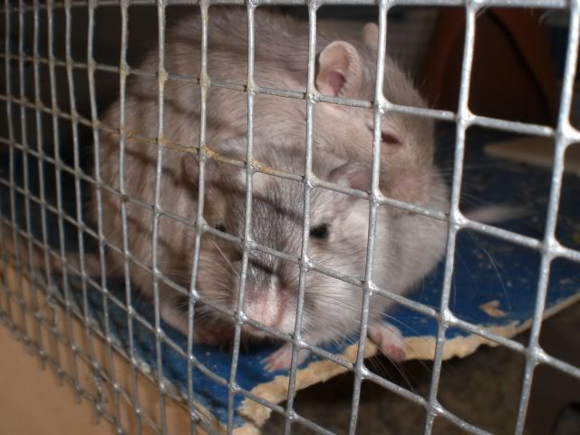 Mai082-1.jpg