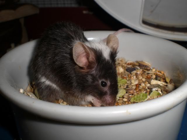 Sophie-1.jpg