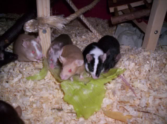 TierheimMuse025.jpg