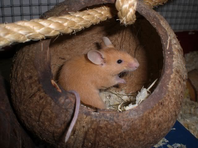 cora0606.jpg