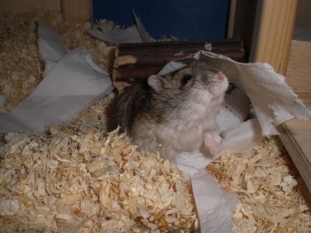 hams4.jpg