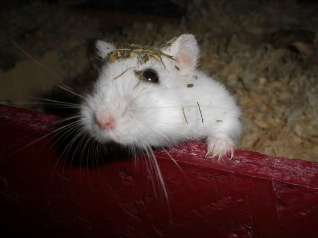 hamsterjuni.jpg