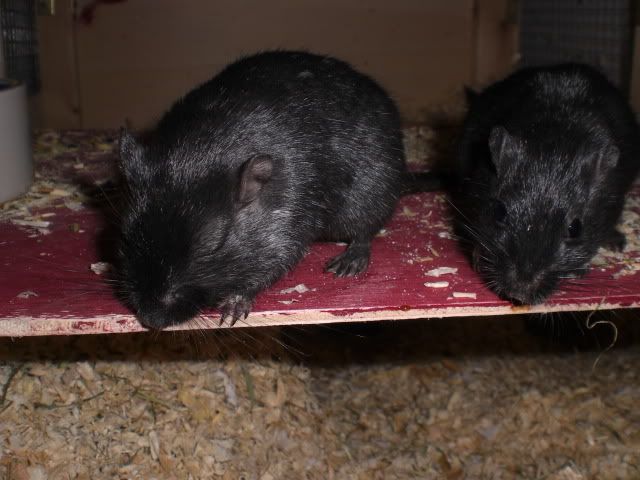 pontusabraxas1.jpg