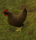 Chicken-23.png