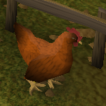 Rooster-297.png