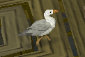 Seagull1-546.png
