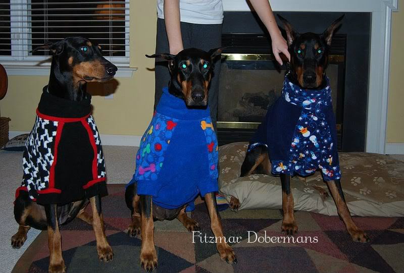 apparel for dobermans