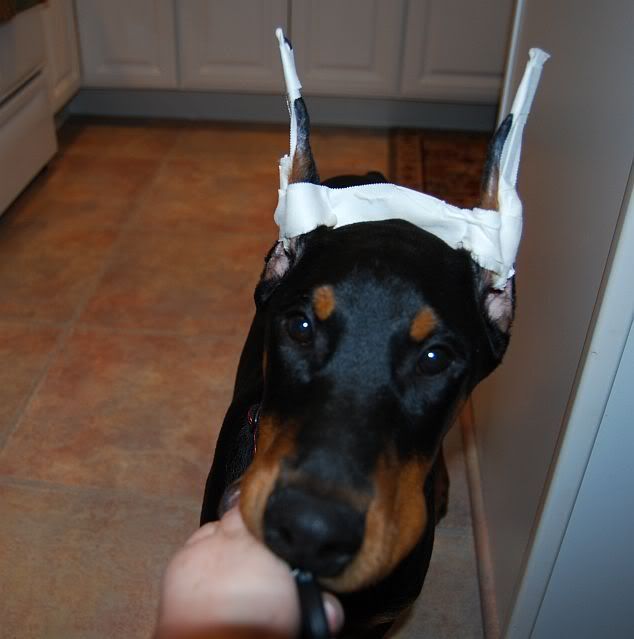 doberman ear posting zip tie