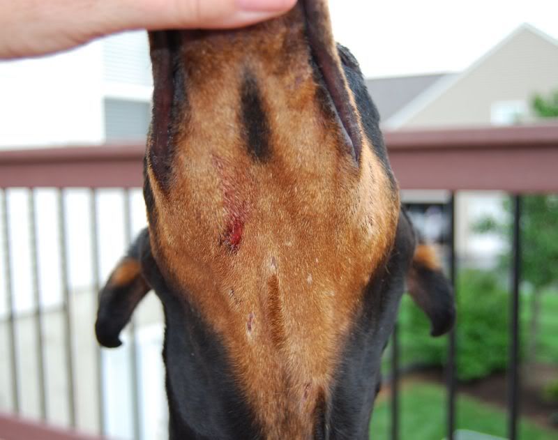 Dog Puncture Wound