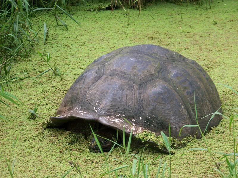 Черепаха 9 8. Злая черепаха. Замыкающая черепаха. Черепаха спряталась в панцирь. Самая знаменитая черепаха.