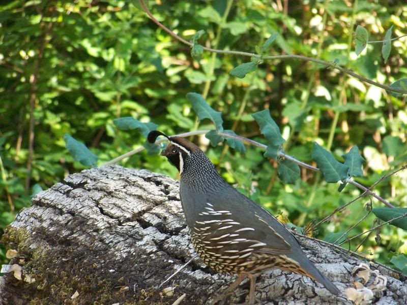 California Quail