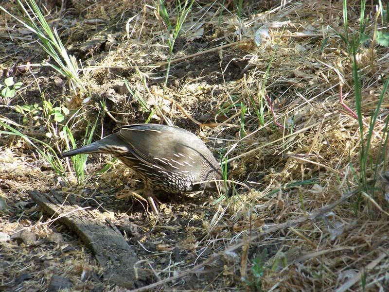 California Quail
