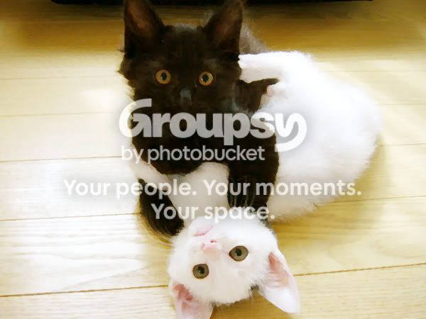 repincat.jpg