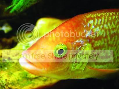 Cichlid-Forum Does this look like a tilapia or a cichlid Cichlid-Forum Does this look like a tilapia or a cichlid