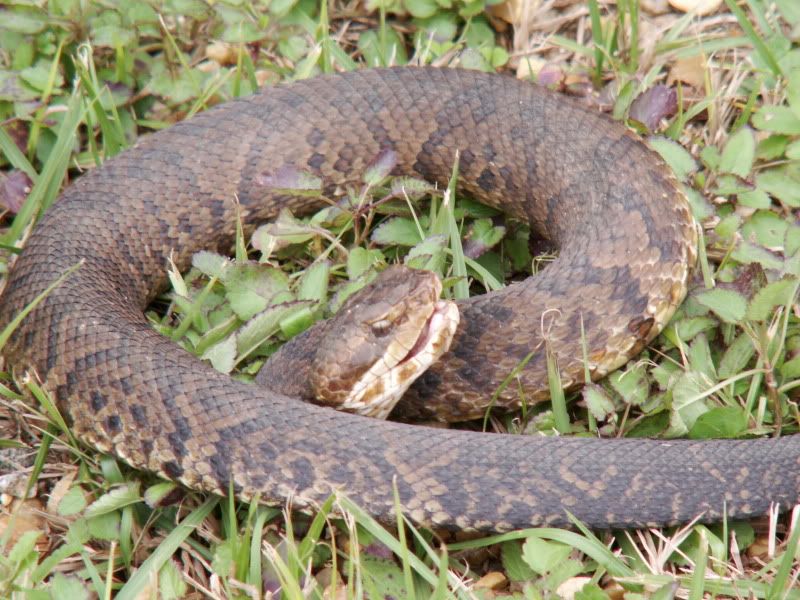 garden snakes?? - Utah Wildlife Network