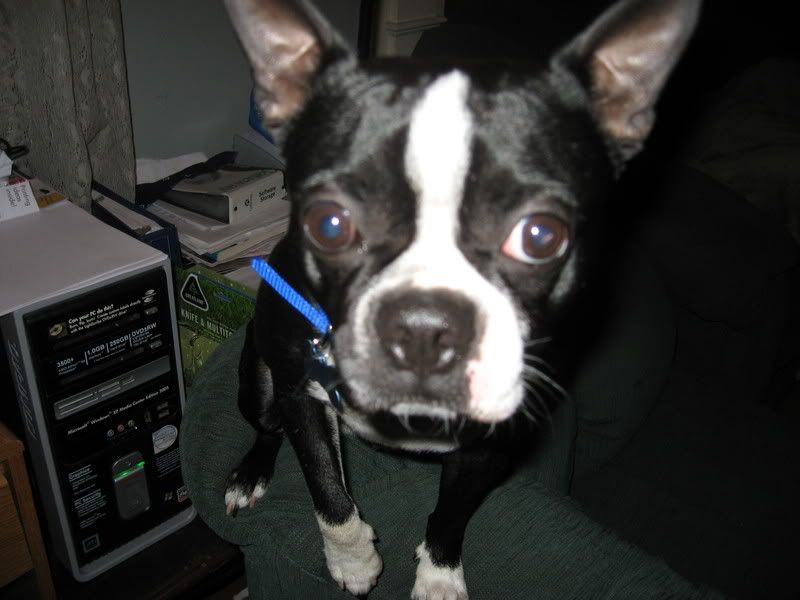 Photo Sharing and Video Hosting at Photobucket