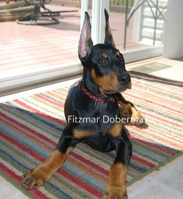 military or short ear crop Doberman | Doberman Forum : Doberman Breed ...